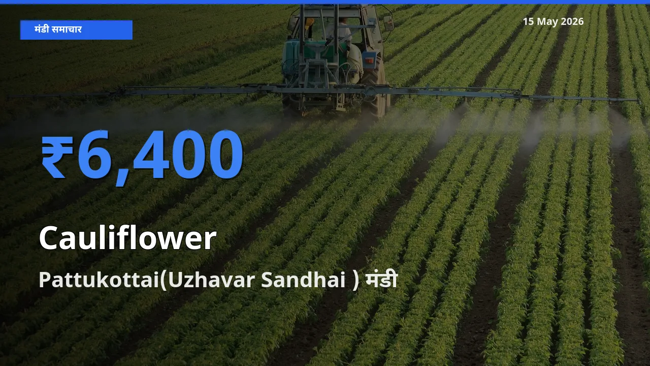आज का मंडी भाव: फूलगोभी के सबसे ज़्यादा दाम Pattukottai(Uzhavar Sandhai ) में