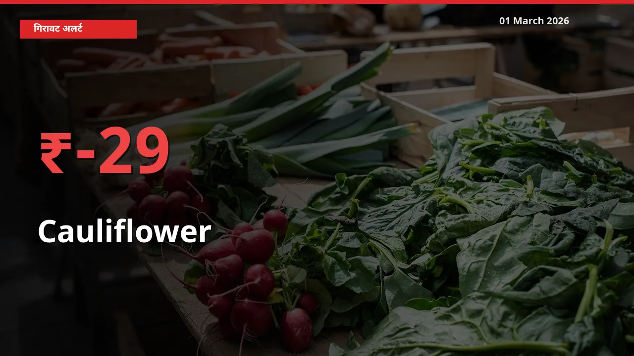 स्थानीय मंडी में Cauliflower के दाम अचानक 28.89% गिरे, किसानों की चिंता बढ़ी