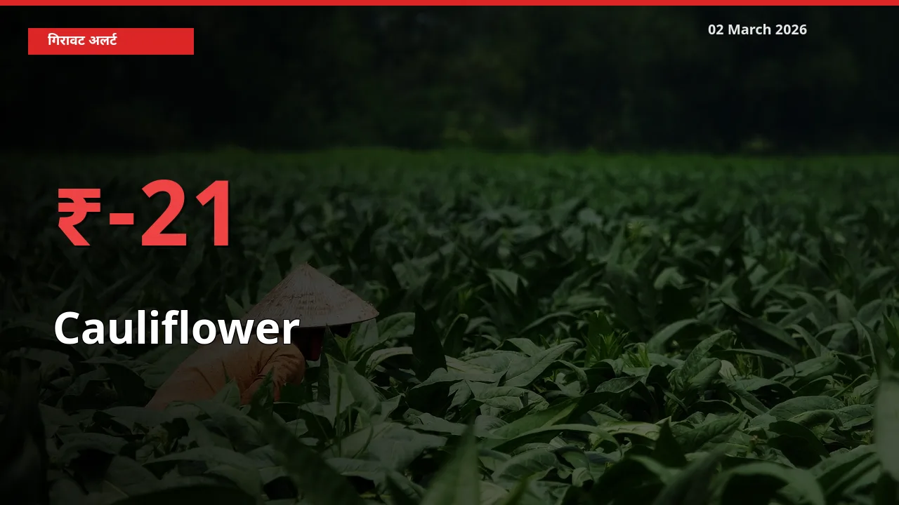 Cauliflower 21.43% गिरा, मंडी