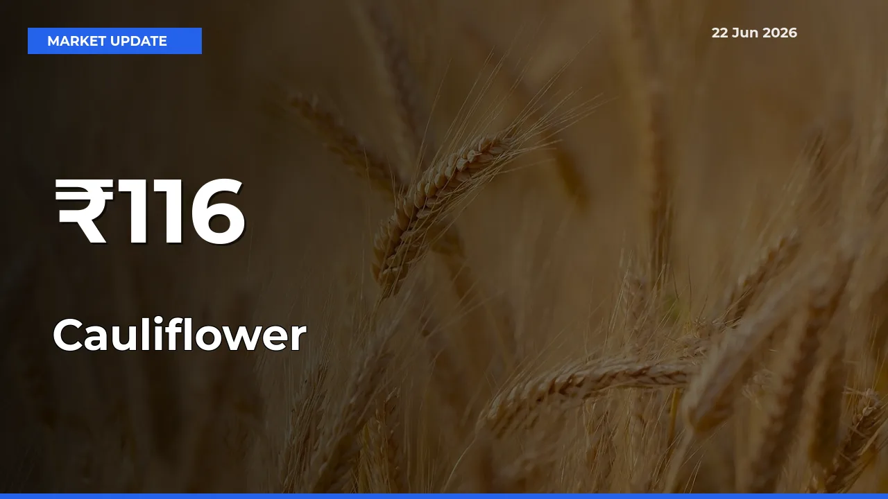 Cauliflower Prices Trend Across 116+ Mandis – Market Direction Turns Clear