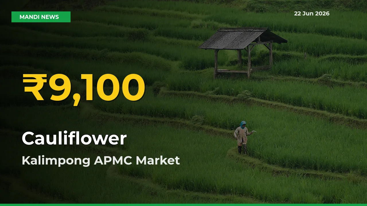 Cauliflower Price Hits New High in Kalimpong APMC Today – Check Latest Mandi Rates
