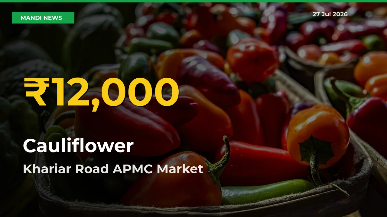 Cauliflower Mandi Rate Surges Today in Khariar Road APMC, Nuapada, Odisha – Highest Level in 30 Days
