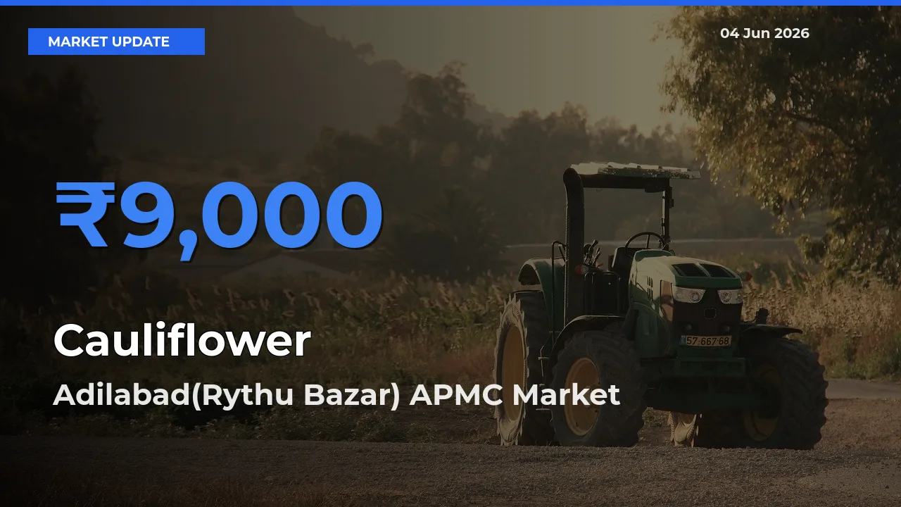 Adilabad(Rythu Bazar) APMC Emerges as Top Mandi for Cauliflower Prices Today