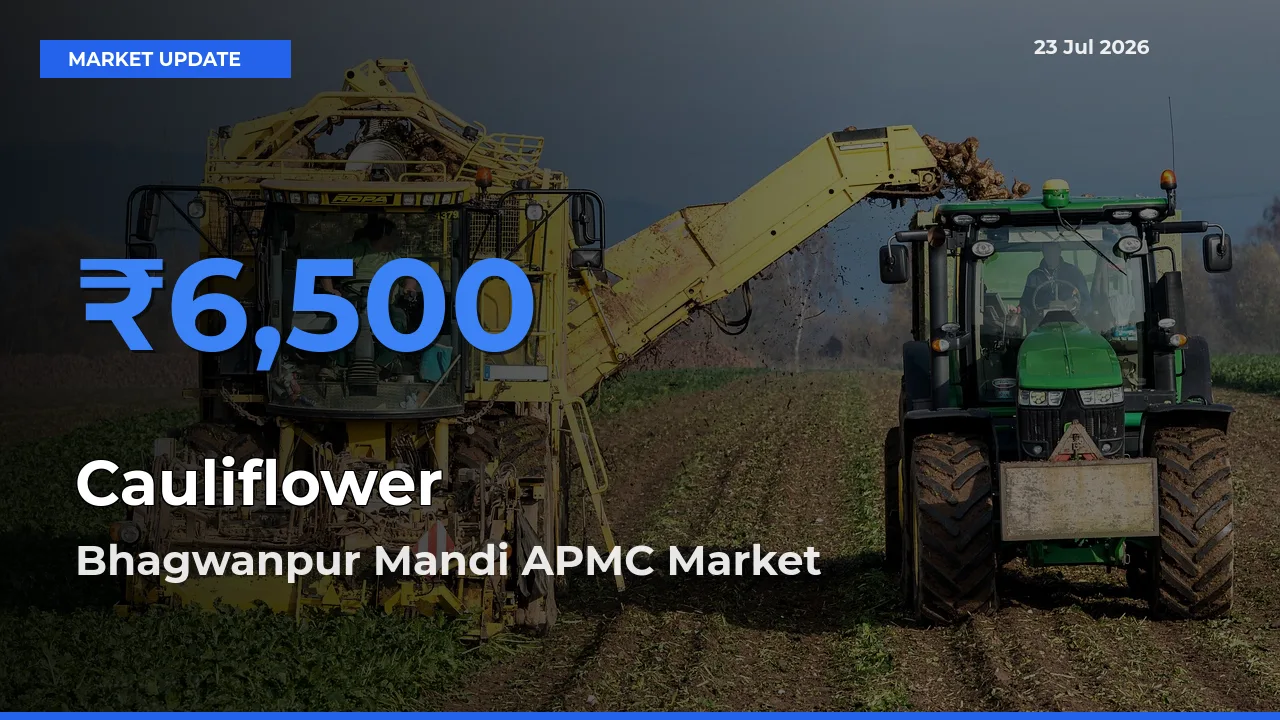 Farmers Prefer Bhagwanpur Mandi APMC as Cauliflower Hits Highest Rate