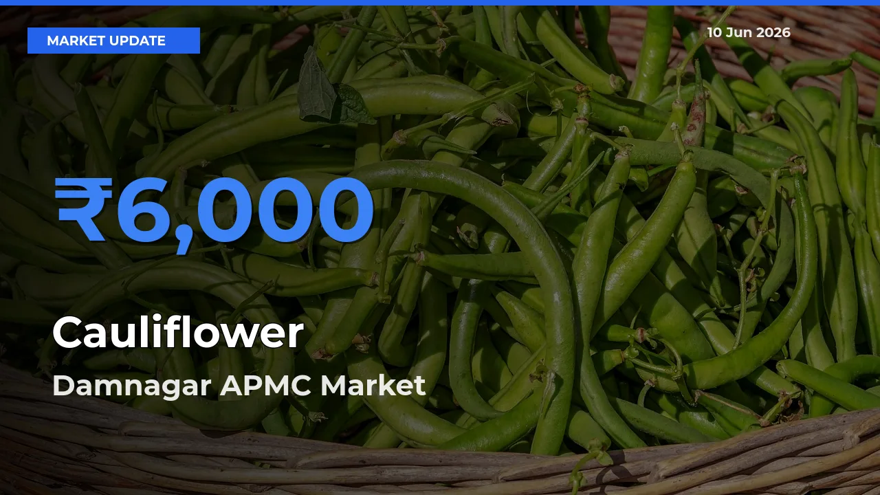 Damnagar APMC Offers ₹6,000 – Highest Cauliflower Rate Today
