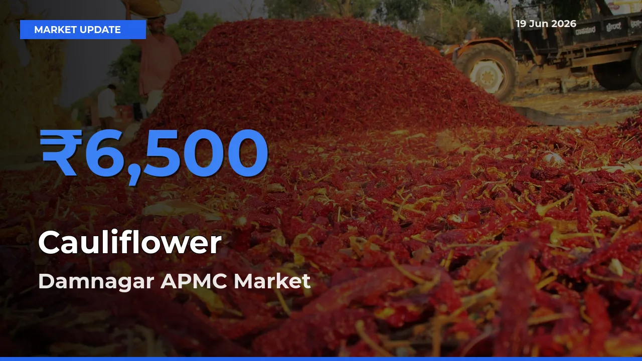 Market Watch: Damnagar APMC Becomes Top Mandi for Cauliflower