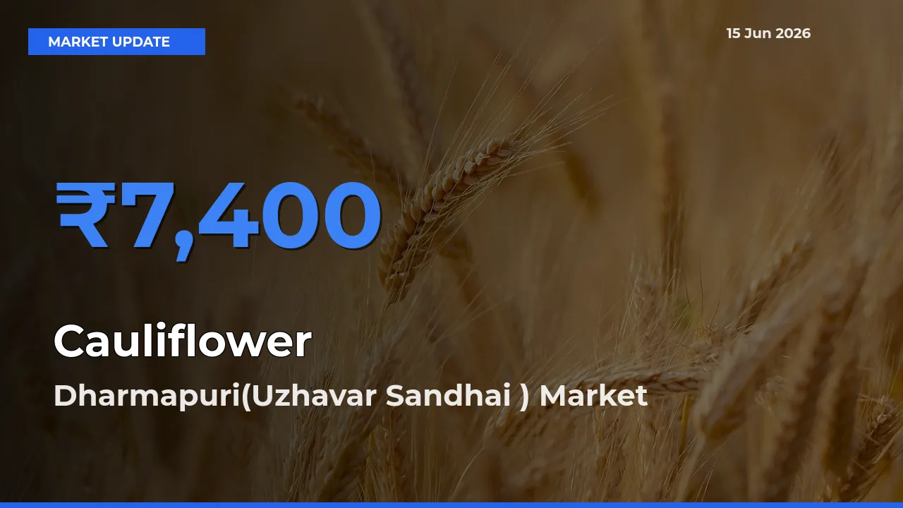 Market Watch: Dharmapuri(Uzhavar Sandhai ) Becomes Top Mandi for Cauliflower