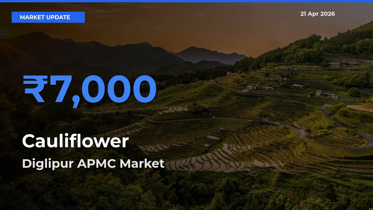 Farmers Prefer Diglipur APMC as Cauliflower Hits Highest Rate