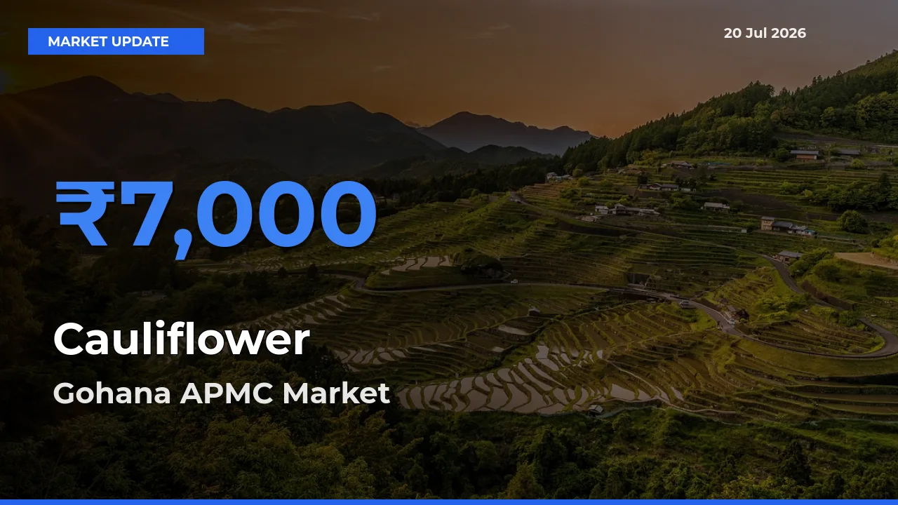 Gohana APMC Tops Cauliflower Mandi Rates Today