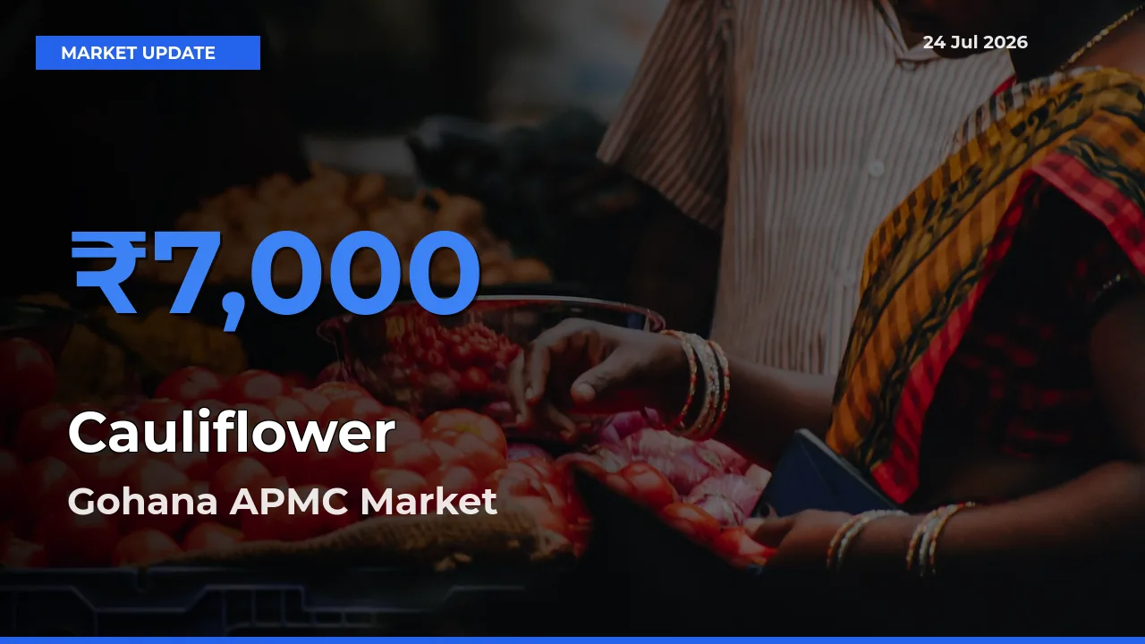 Gohana APMC Tops Cauliflower Mandi Rates Today