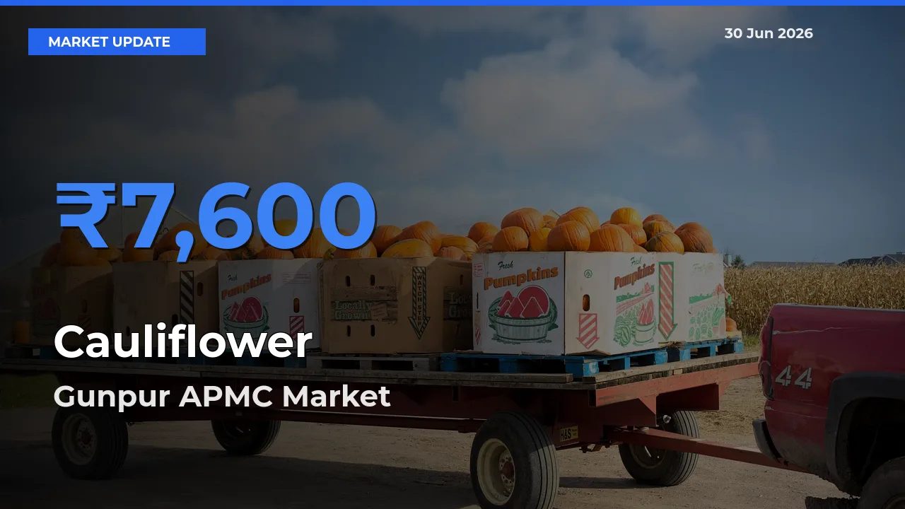 Gunpur APMC Leads as Top Mandi for Cauliflower Prices