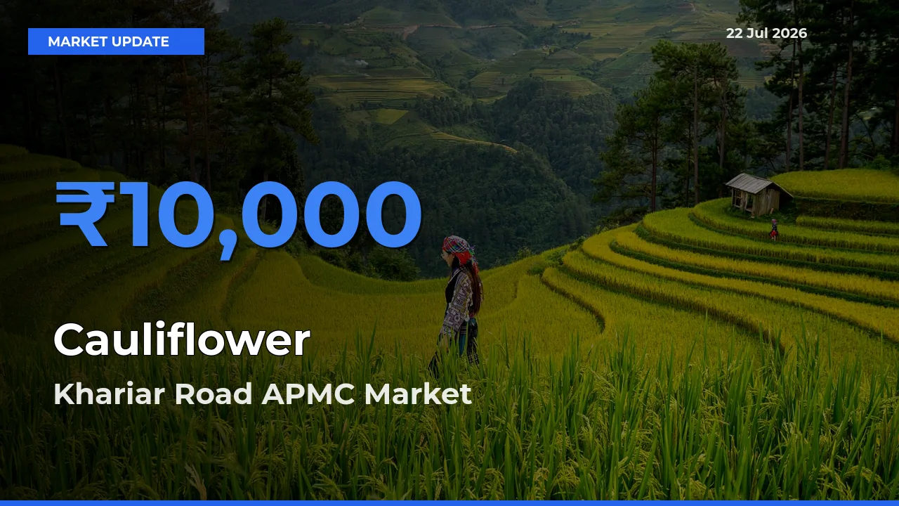 Top Performer! Khariar Road APMC Offers Best Cauliflower Price Today