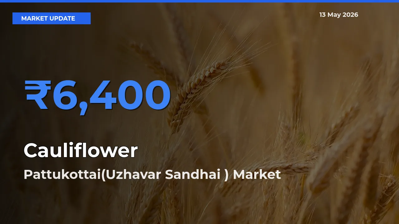 Cauliflower Mandi Rate Today: Pattukottai(Uzhavar Sandhai ) Tops the List