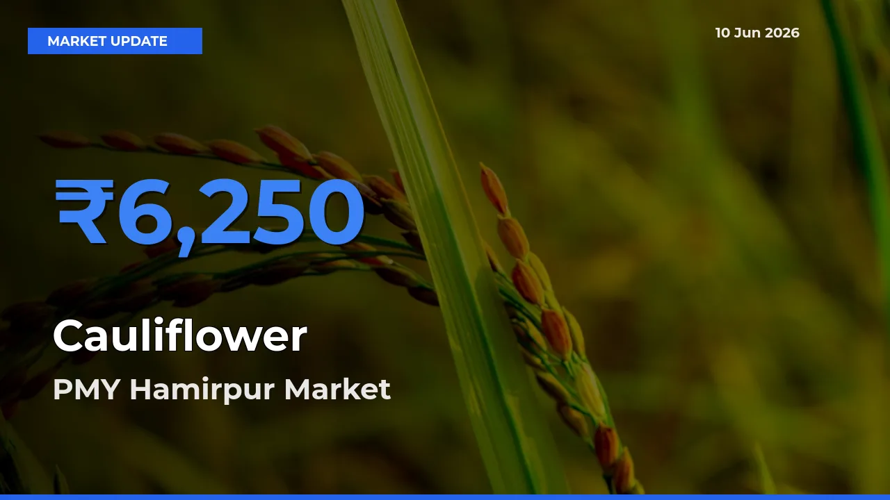 PMY Hamirpur Offers ₹6,250 – Highest Cauliflower Rate Today