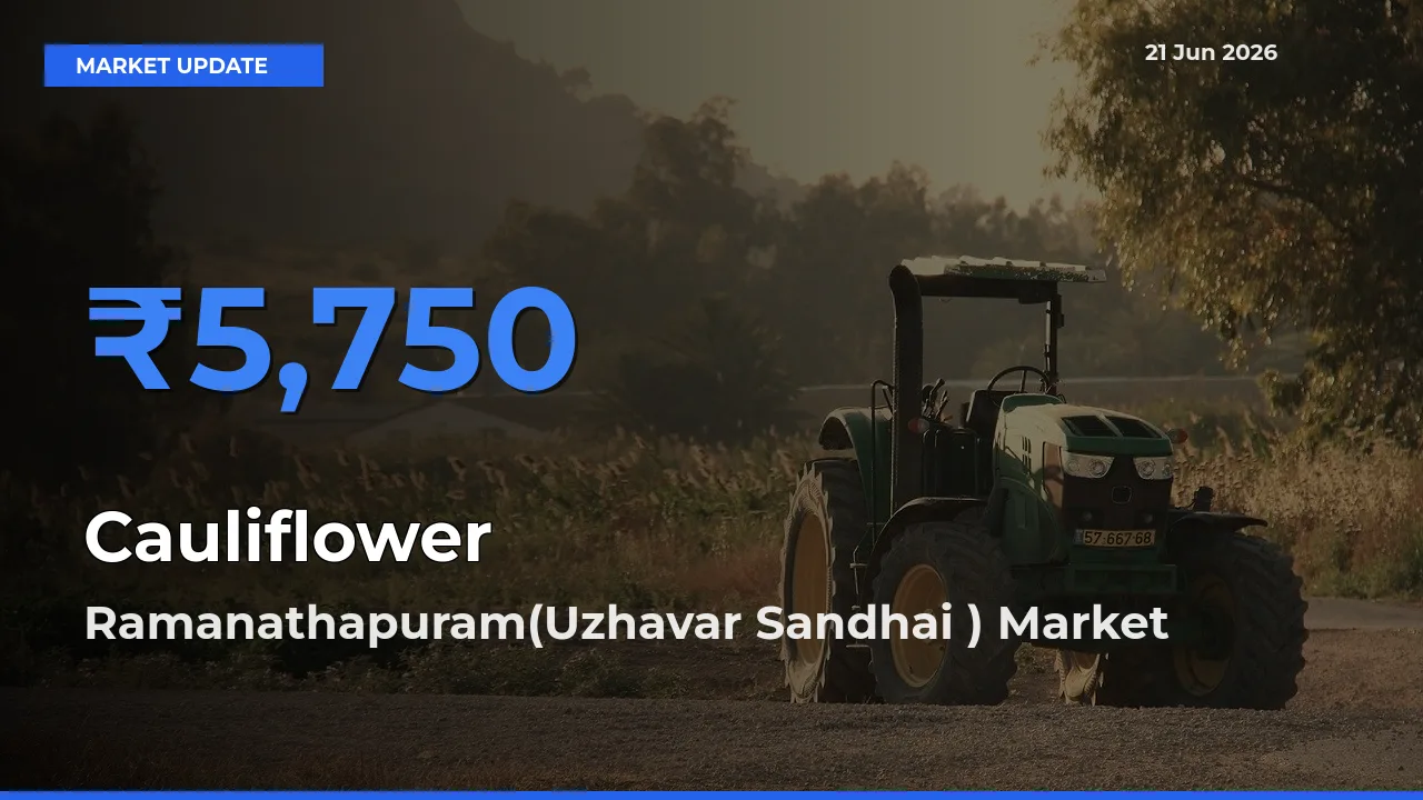 Ramanathapuram(Uzhavar Sandhai ) Tops Cauliflower Rates – June 21 Market Update