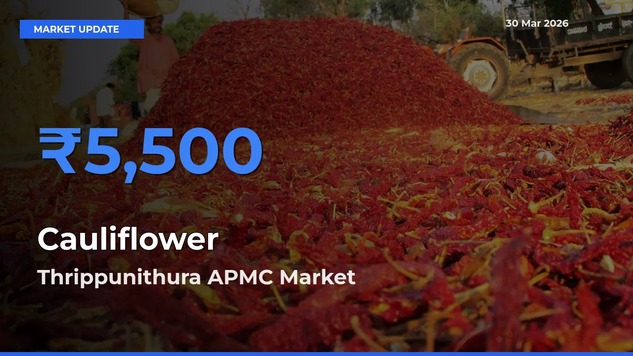 Market Watch: Thrippunithura APMC Becomes Top Mandi for Cauliflower
