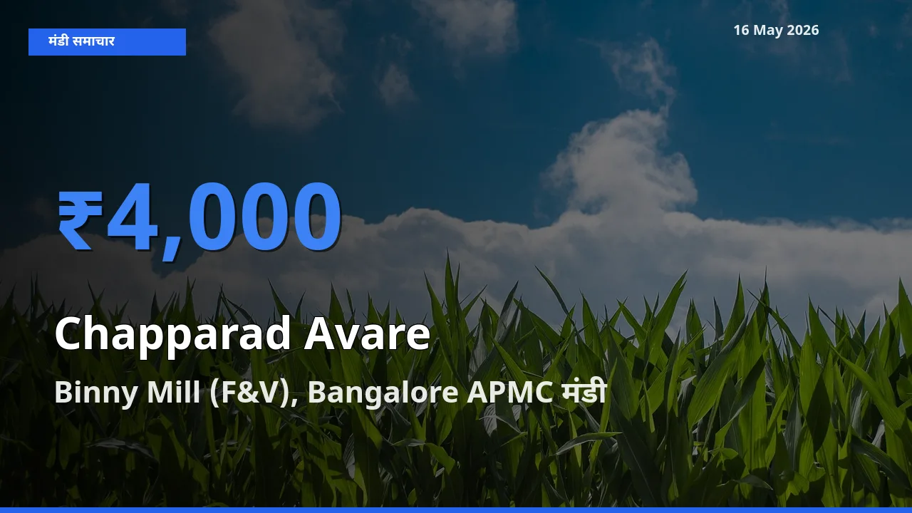किसानों की पसंद बना Binny Mill (F&V), Bangalore APMC, चप्परद अवरे के सबसे अच्छे दाम