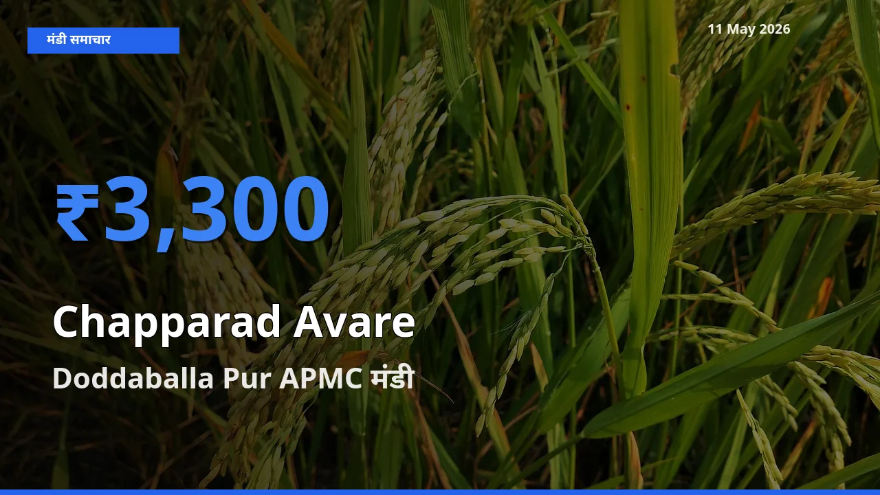 आज का मंडी भाव: चप्परद अवरे के सबसे ज़्यादा दाम Doddaballa Pur APMC में