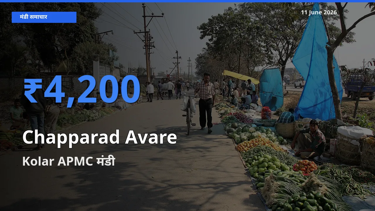 बाज़ार संकेत: Kolar APMC बना चप्परद अवरे के लिए आज की टॉप मंडी