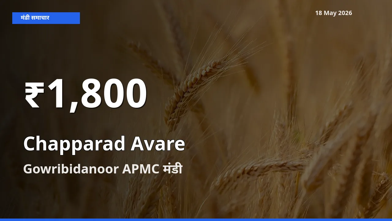 चप्परद अवरे के दाम 30 दिनों के सबसे निचले स्तर पर, Gowribidanoor APMC