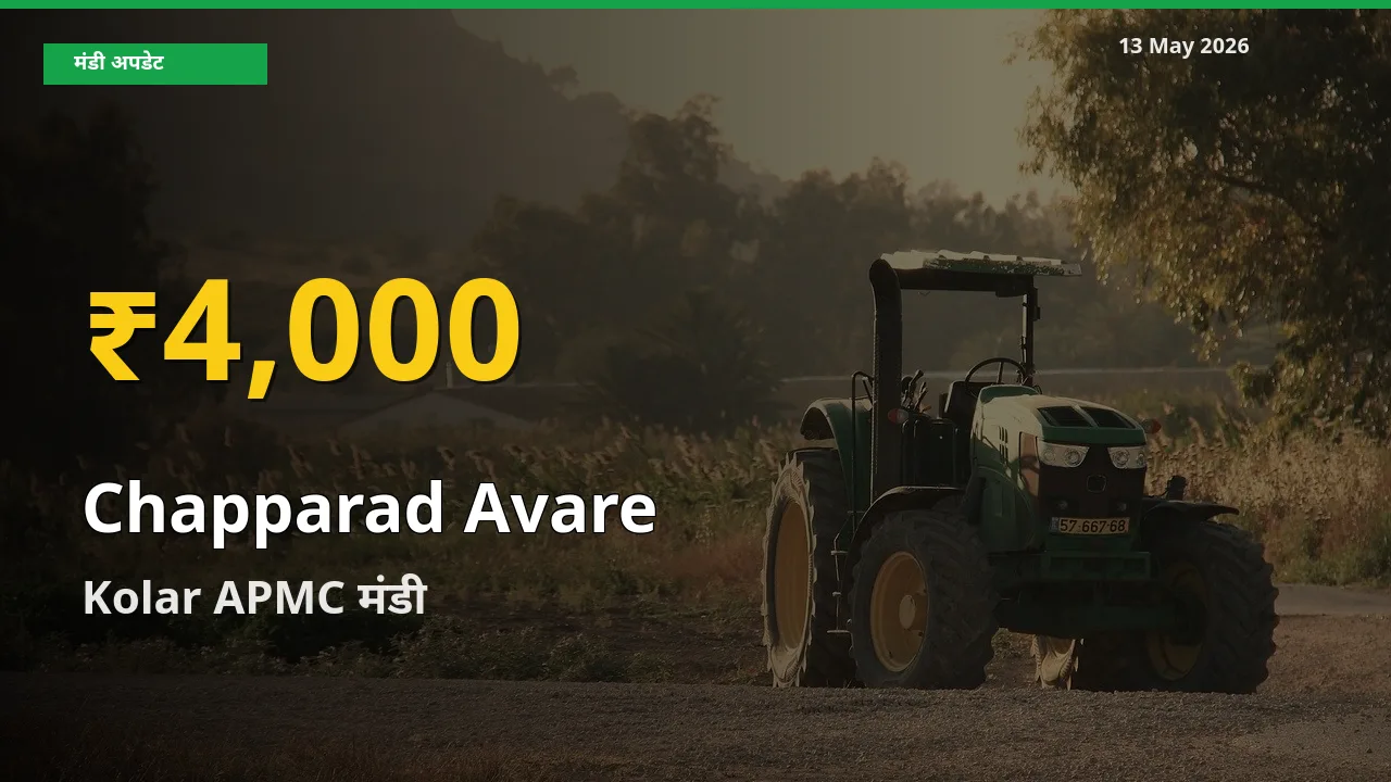 आज Kolar APMC में चप्परद अवरे के दाम रिकॉर्ड स्तर पर, ताज़ा मंडी भाव जानें