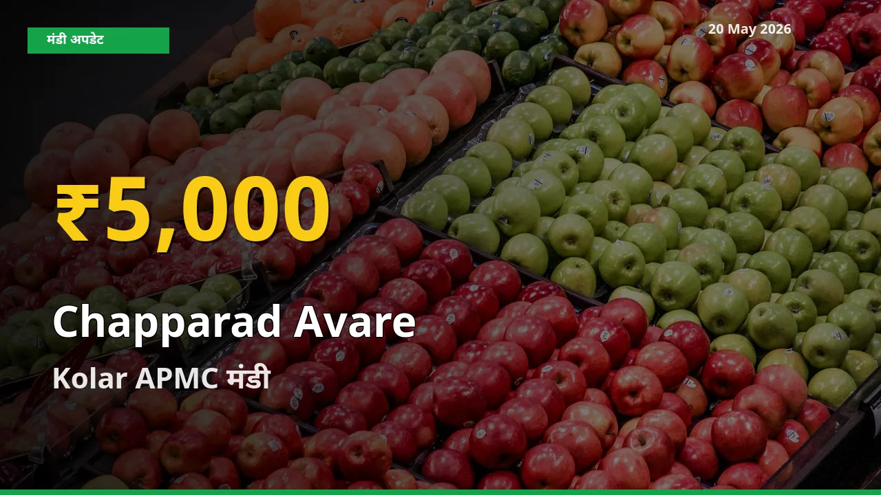 चप्परद अवरे के दामों ने बनाया नया रिकॉर्ड, Kolar APMC में तेज़ी