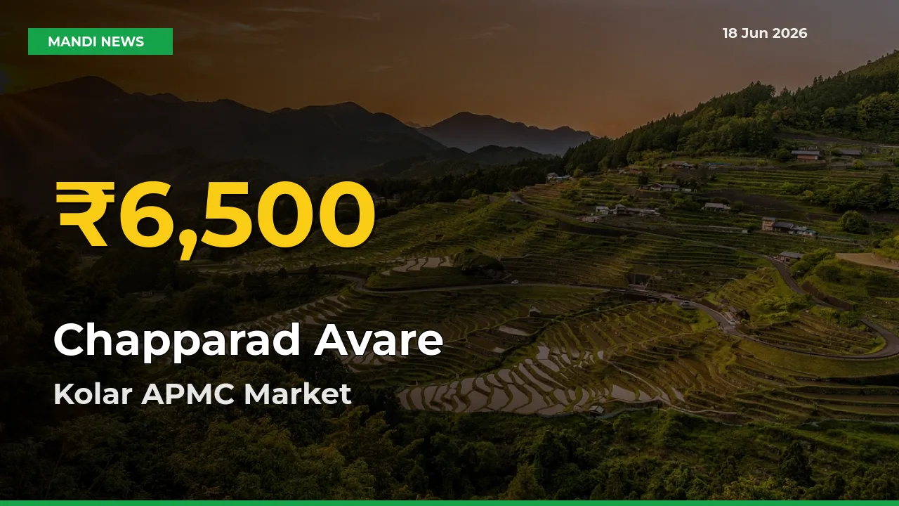 Why Chapparad Avare Prices Are Climbing in Kolar APMC – Today’s New High Explained