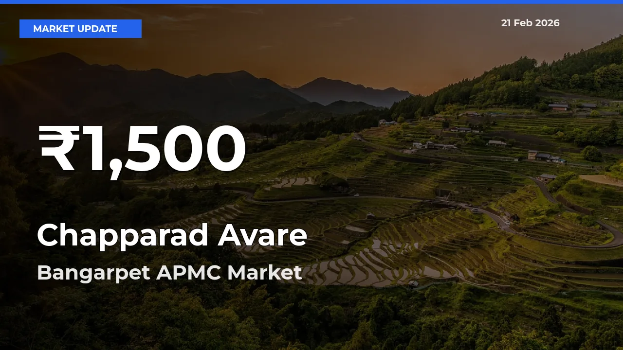 Chapparad Avare Hits 30-Day Low in Bangarpet APMC
