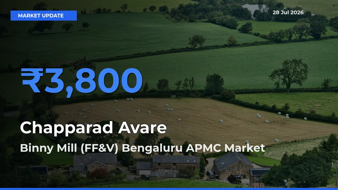 Top Performer! Binny Mill (FF&V) Bengaluru APMC, Karnataka Offers Best Chapparad Avare Price Today