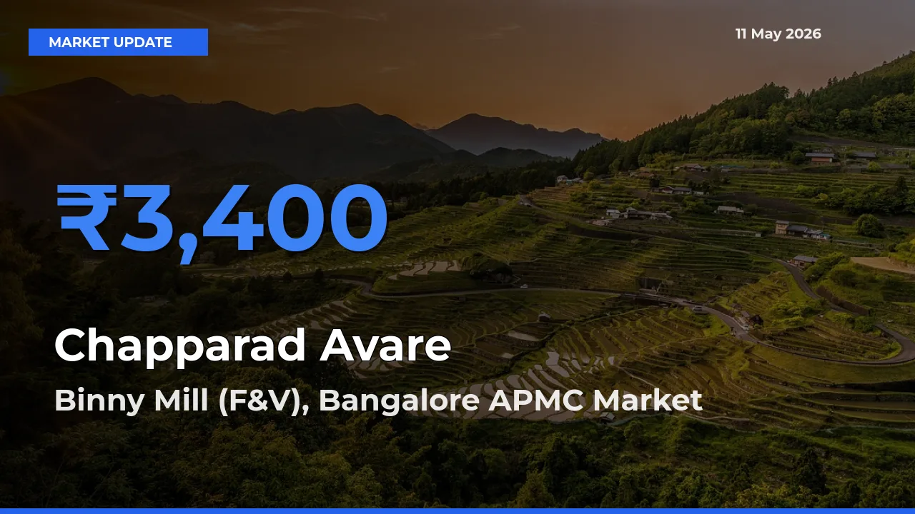 Binny Mill (F&V), Bangalore APMC Emerges as Top Mandi for Chapparad Avare Prices Today