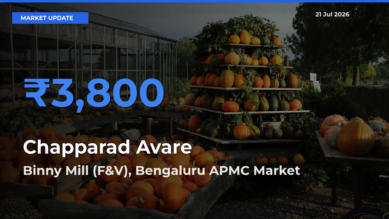Market Watch: Binny Mill (F&V), Bengaluru APMC Becomes Top Mandi for Chapparad Avare