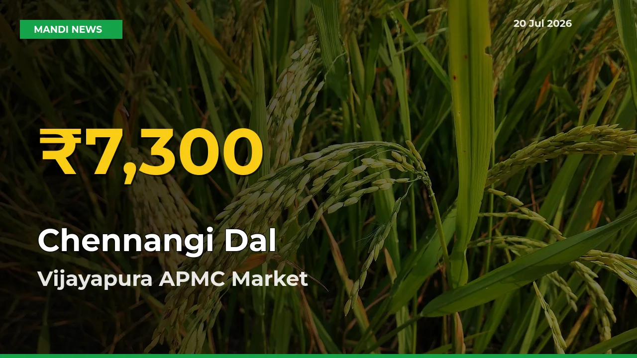 Chennangi Dal Hits Fresh High in Vijayapura APMC Today