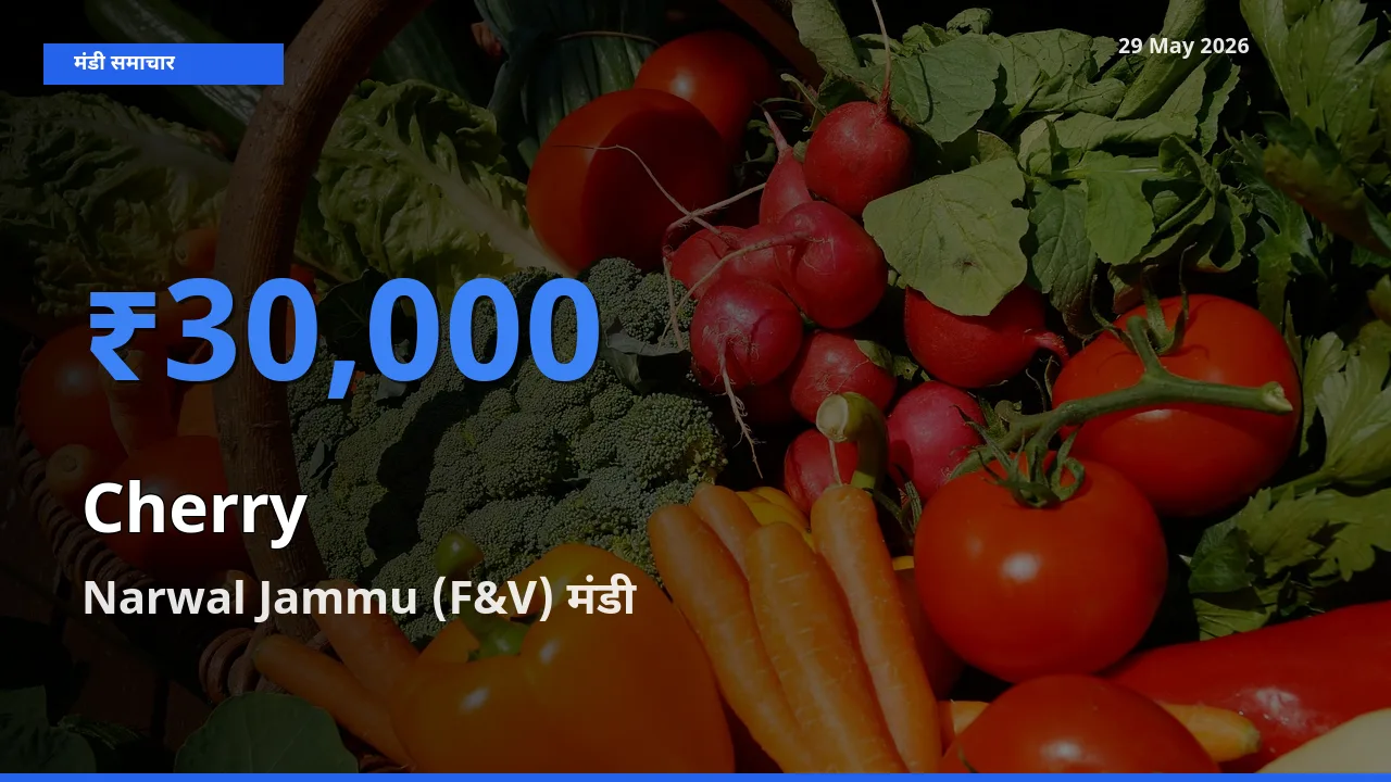 आज चेरी के सबसे ज़्यादा दाम Narwal Jammu (F&V) मंडी में दर्ज
