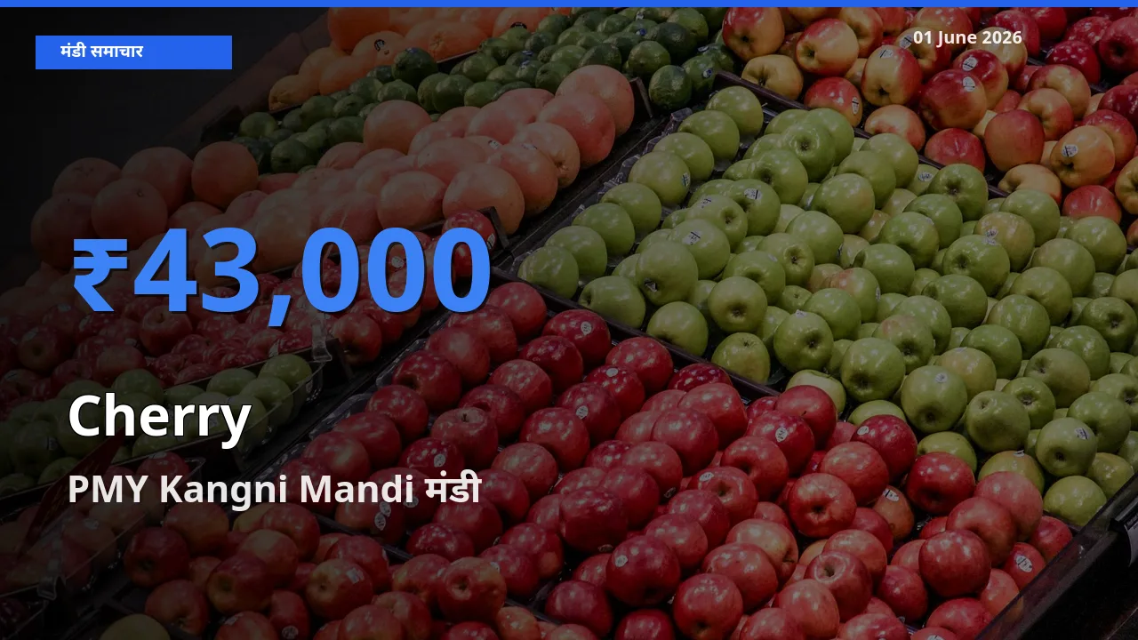 आज चेरी के सबसे ज़्यादा दाम PMY Kangni Mandi मंडी में दर्ज