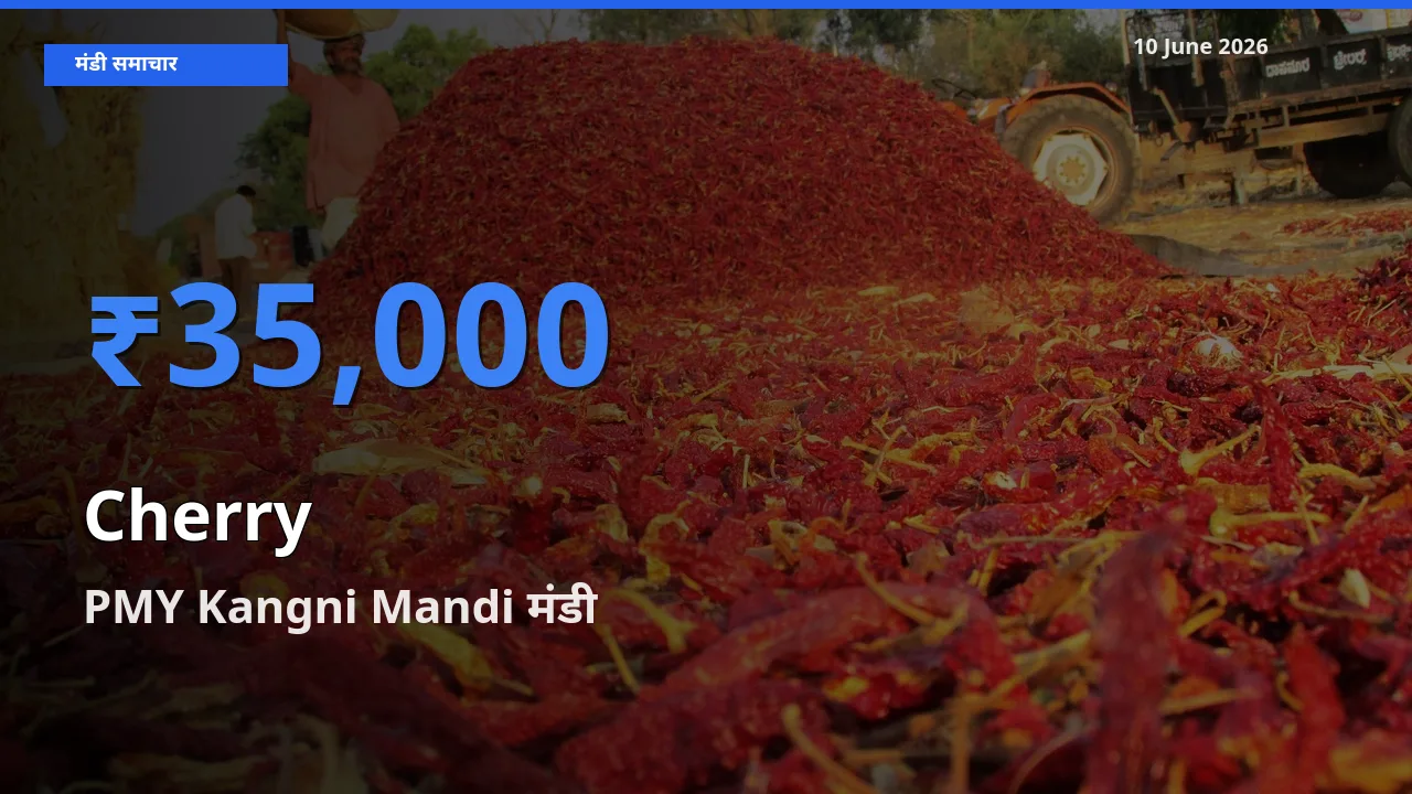 PMY Kangni Mandi मंडी में चेरी ₹35,000 पर पहुँचा – आज का सर्वोच्च भाव