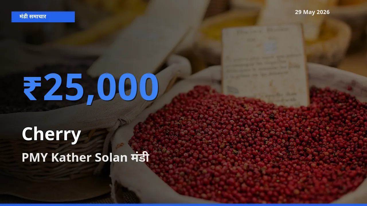 आज चेरी के सबसे ऊँचे दाम ₹25,000 PMY Kather Solan मंडी में