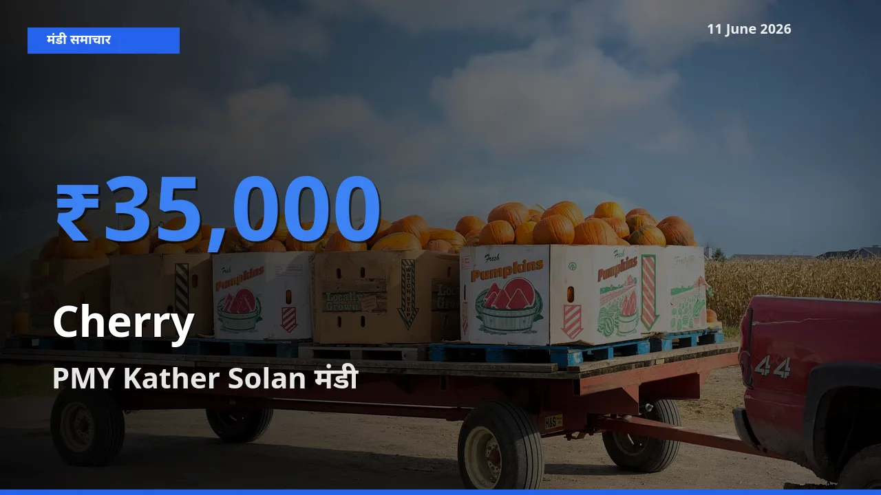 PMY Kather Solan मंडी में चेरी ₹35,000 पर पहुँचा – आज का सर्वोच्च भाव