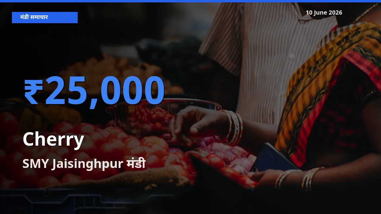बाज़ार संकेत: SMY Jaisinghpur बना चेरी के लिए आज की टॉप मंडी