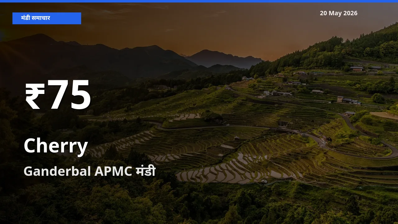 Ganderbal APMC में चेरी ₹75 पर गिरा – 30 दिन का न्यूनतम भाव