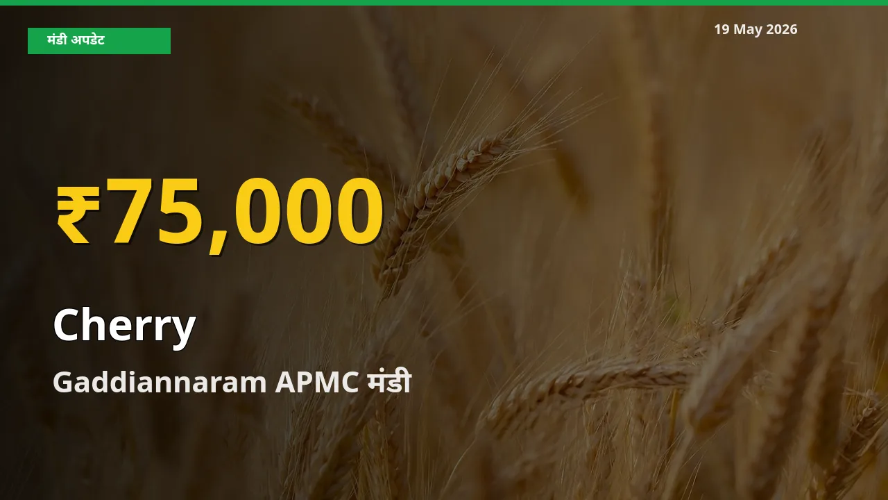 किसानों के लिए खुशखबरी! Gaddiannaram APMC में चेरी के दाम रिकॉर्ड स्तर पर