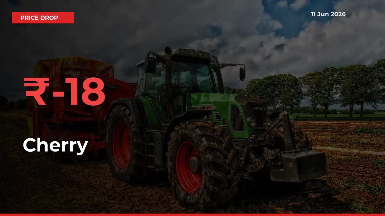 Cherry Prices Drop 18.36% – June 11 Market Update from Mandis