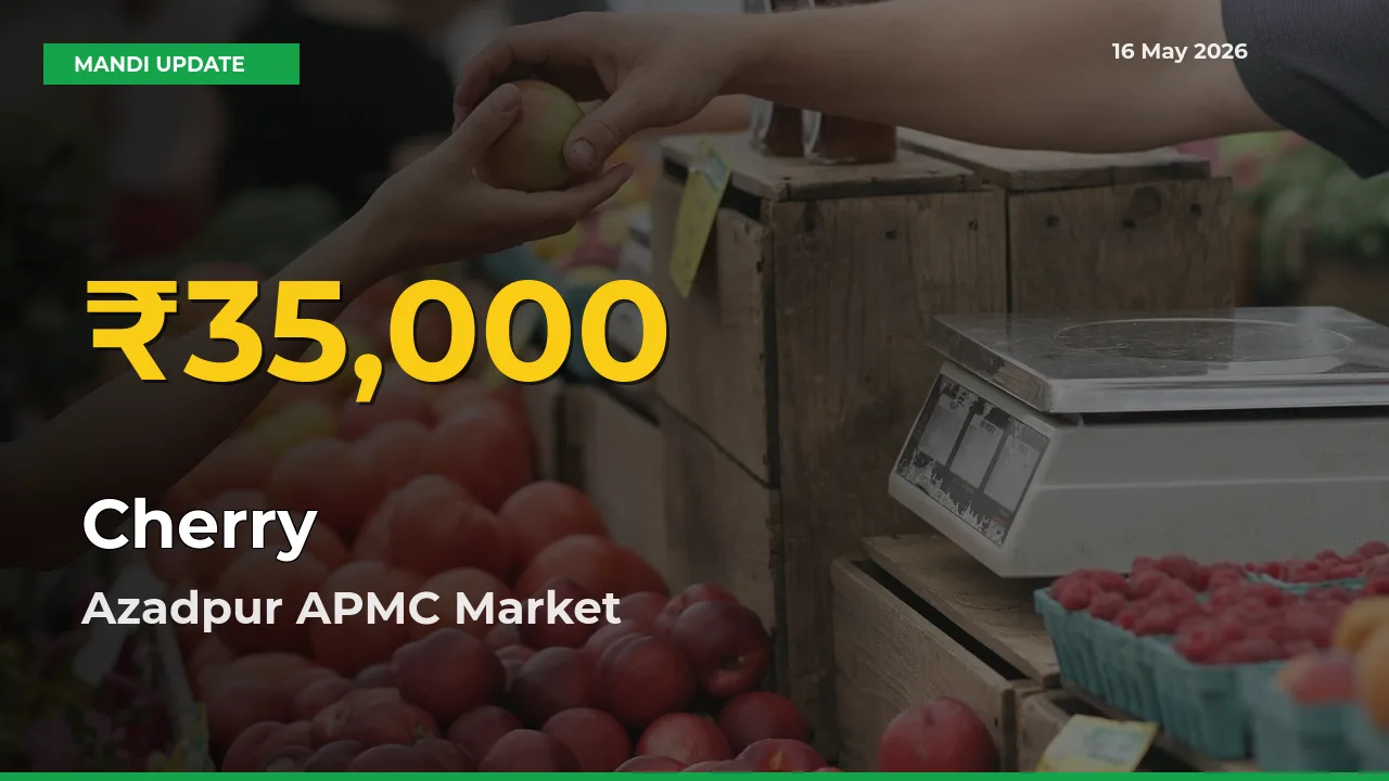 Why Cherry Prices Are Climbing in Azadpur APMC – Today’s New High Explained