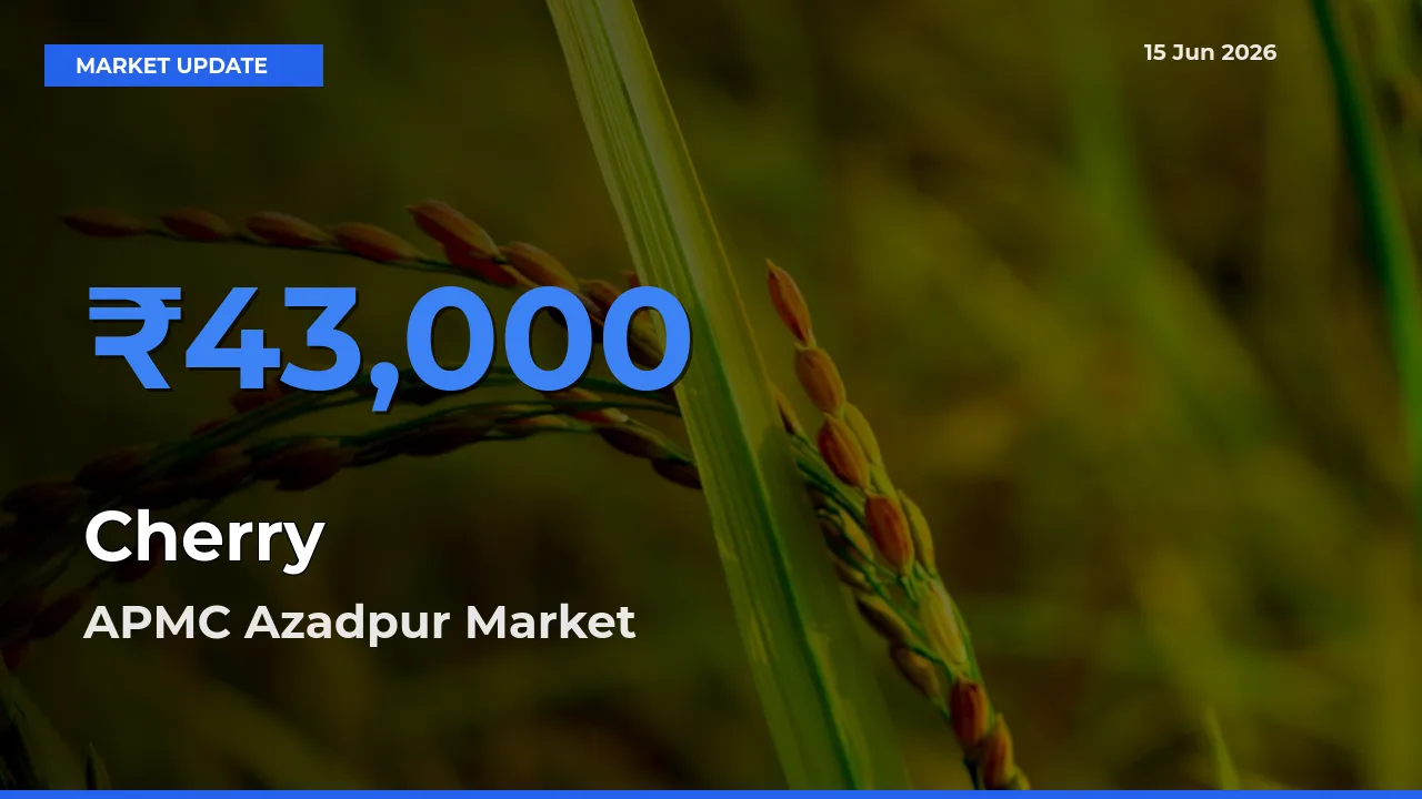 Farmers Prefer APMC Azadpur as Cherry Hits Highest Rate