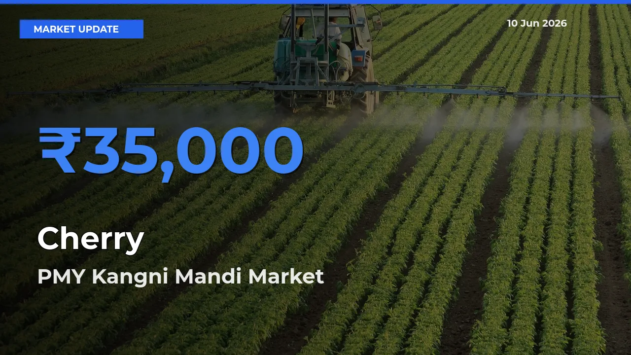 PMY Kangni Mandi Offers ₹35,000 – Highest Cherry Rate Today