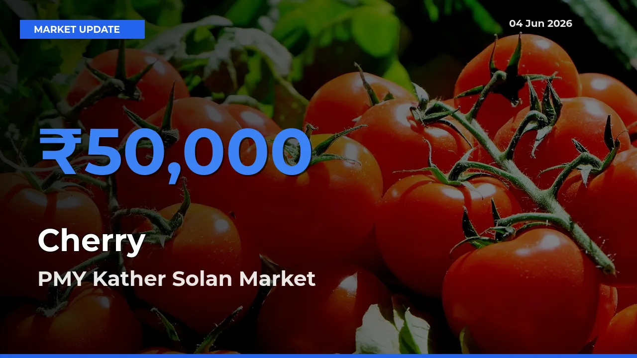 PMY Kather Solan Leads as Top Mandi for Cherry Prices