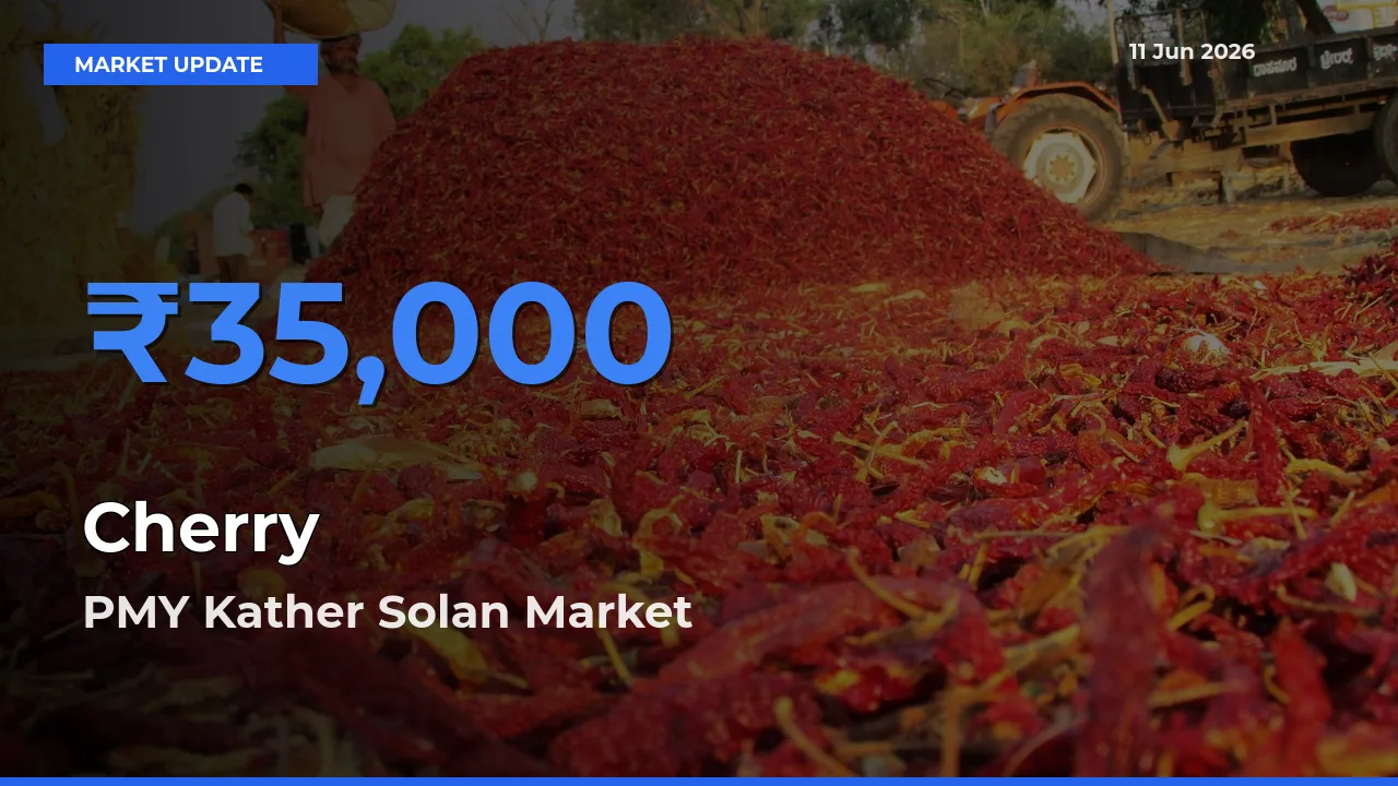 PMY Kather Solan Records Highest ₹35,000 Rate for Cherry
