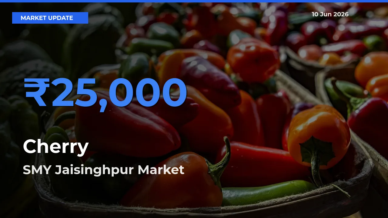 SMY Jaisinghpur Tops Cherry Mandi Rates Today