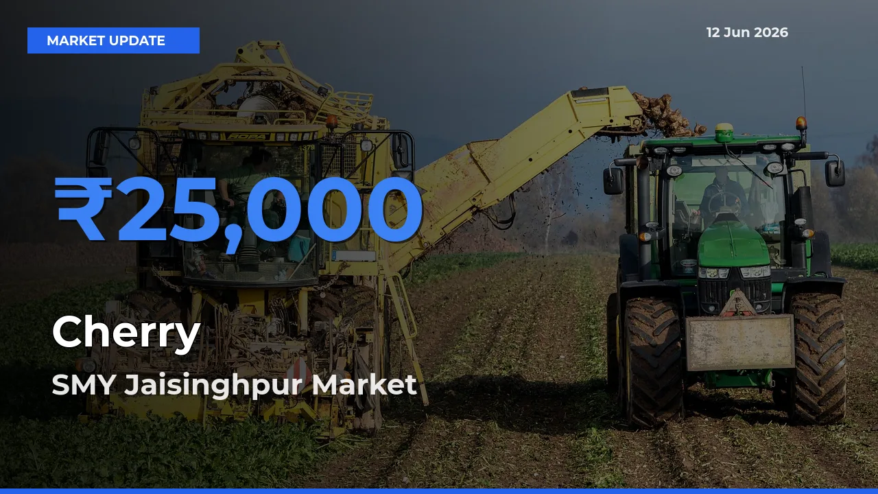 SMY Jaisinghpur Leads as Top Mandi for Cherry Prices