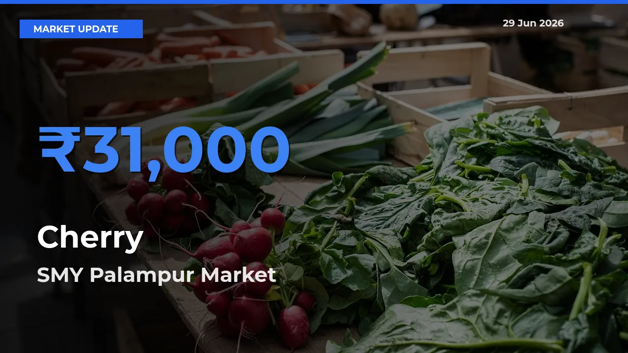 Top Performer! SMY Palampur Offers Best Cherry Price Today