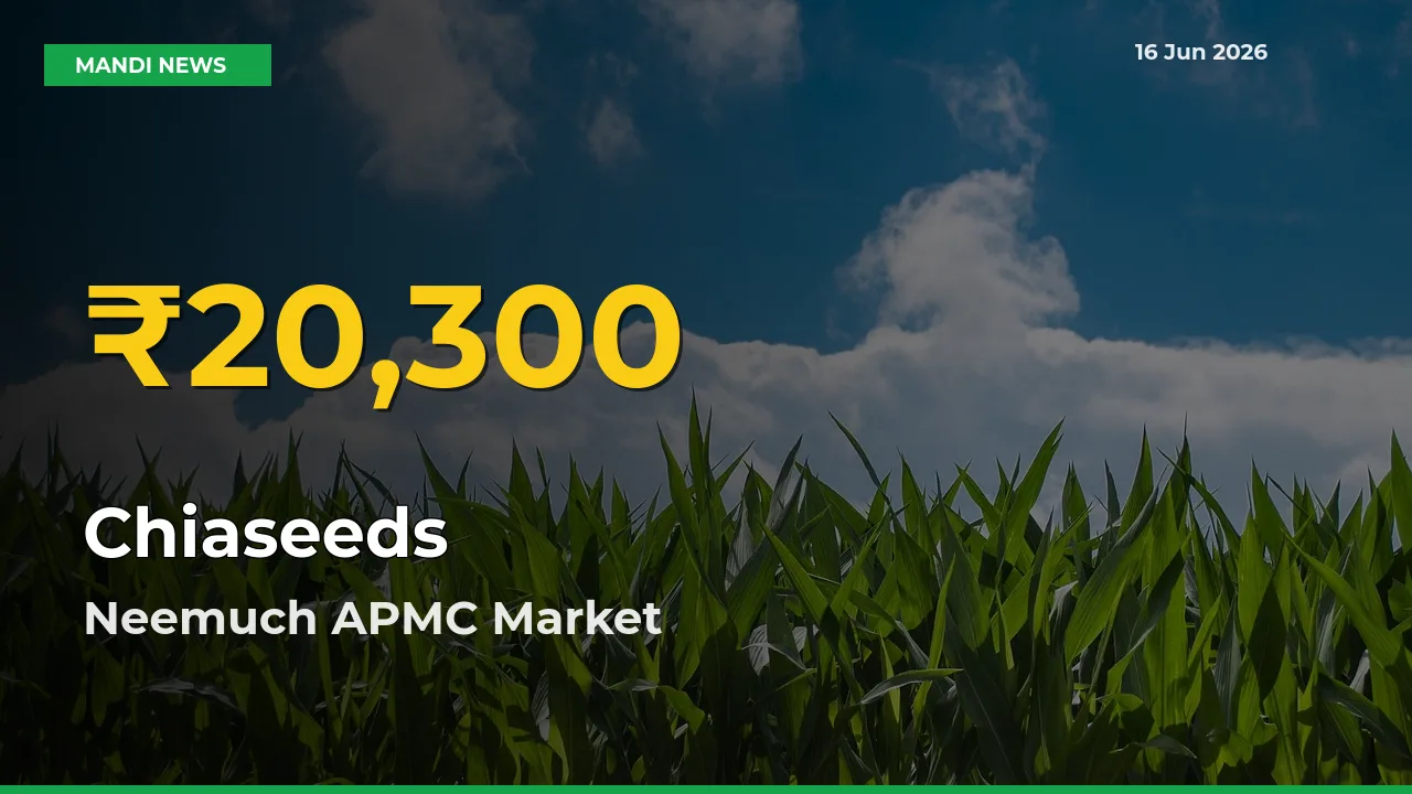 Big Jump in Chiaseeds Prices! Neemuch APMC Records New Peak Today